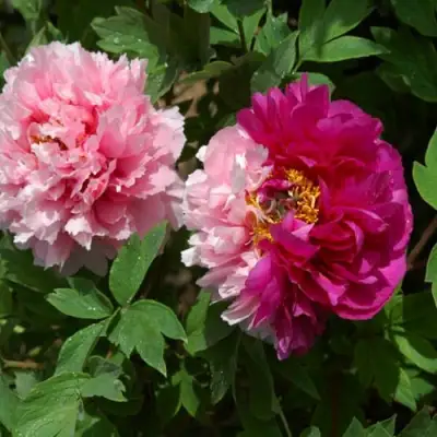 Пион ДВЕ СЕСТРЫ древовидный в Светлогорске