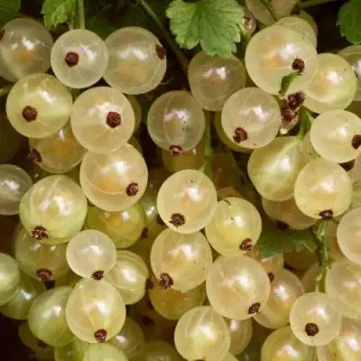 Смородина белая СМОЛЬЯНИНОВСКАЯ в Светлогорске