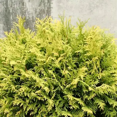 Туя ГОЛДЕН ГЛОБ западная в Светлогорске