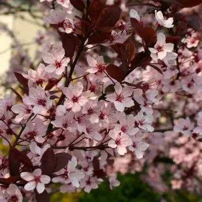 Слива НИГРА растопыреная в Светлогорске