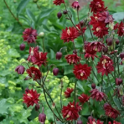 Аквилегия РУБИ ПОРТ обыкновенная в Светлогорске