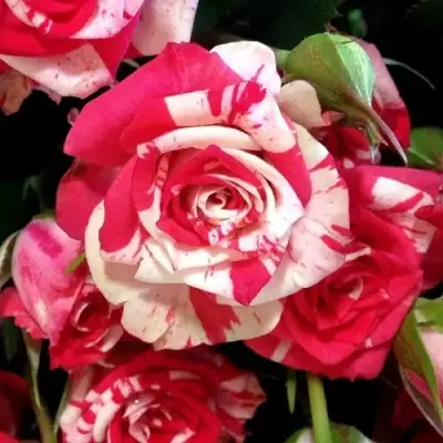 Роза ФАЙЕР ВОРКС миниатюрная в Светлогорске