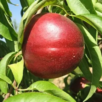 Нектарин ФАНТАЗИЯ в Светлогорске