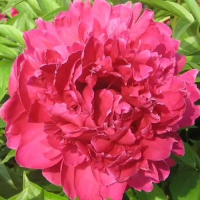 Пион ПУРПУРНЫЙ ФЕНИКС травянистый в Светлогорске