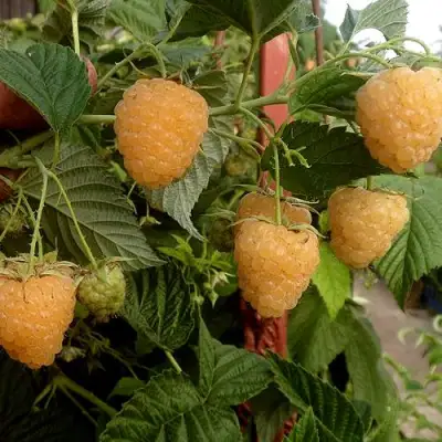 Малина ЗЮГАНА ЗОЛОТАЯ в Светлогорске