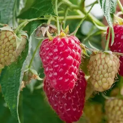 Малина МАРАСТАР в Светлогорске