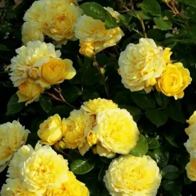 Роза АНИ ДЮПРЕЙ флорибунда в Светлогорске