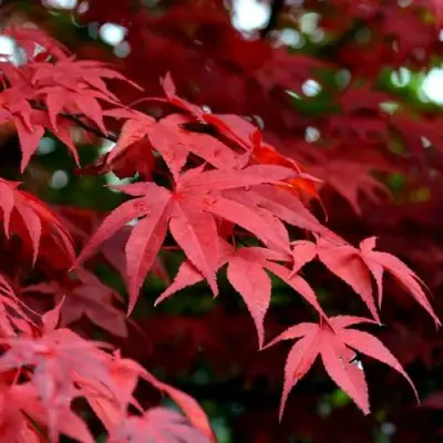 Клен гиннала  в Светлогорске