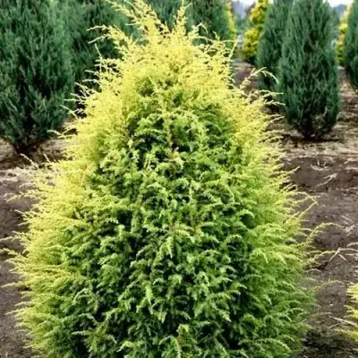 Можжевельник ГОЛД КОН обыкновенный в Светлогорске