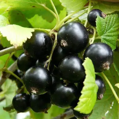 Смородина чёрная ГЕРКУЛЕС в Светлогорске