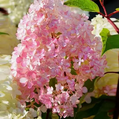 Гортензия ДИАМАНТИНО метельчатая в Светлогорске