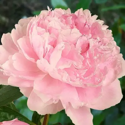 Пион САРА БЕРНАРД травянистый в Светлогорске