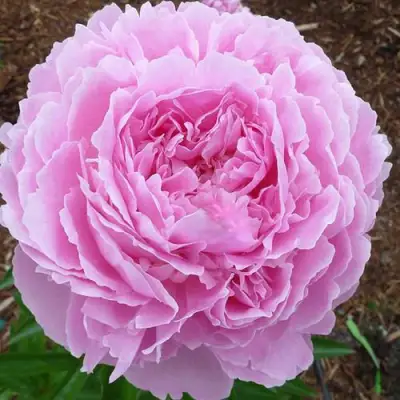 Пион ДЖАКОРМА травянистый в Светлогорске