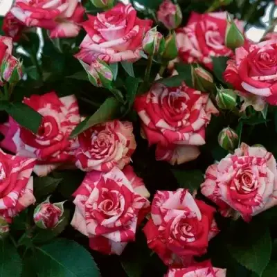 Роза ФАЙЕР ВОРКС миниатюрная в Светлогорске