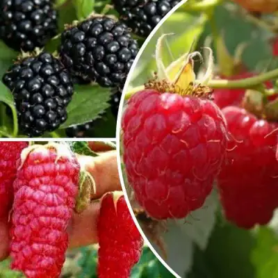 Комплект ЯГОДНЫЙ МИКС в Светлогорске