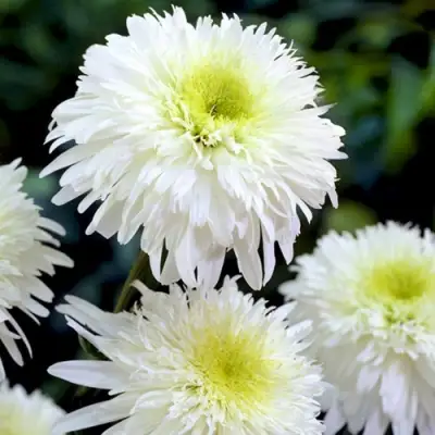 Нивяник ФИОНА ГОГХИЛЛ великолепный в Светлогорске