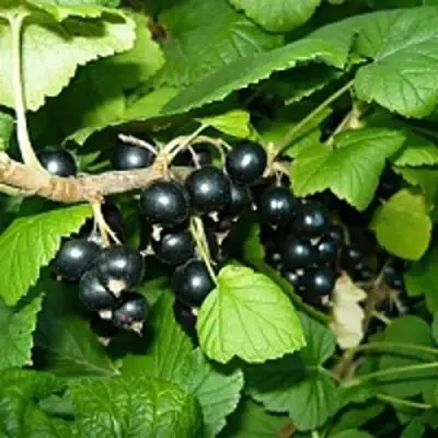 Смородина чёрная ВЕЛОЙ (ЛЕНИНГРАДСКАЯ СЛАДКАЯ) в Светлогорске