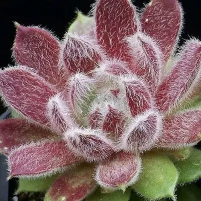 Молодило ТАРАНТУЛА в Светлогорске