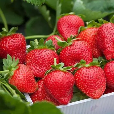 Клубника ЭЛИАНЕ в Светлогорске