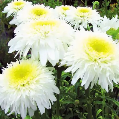 Нивяник ФИОНА ГОГХИЛЛ великолепный в Светлогорске