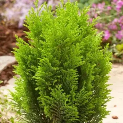 Кипарисовик ЭЛВУДИ ГОЛД лавсона в Светлогорске