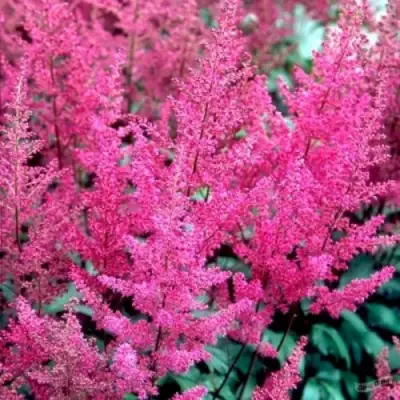 Астильба ЭЛИЗАБЕТ ВАН ВИН японская в Светлогорске