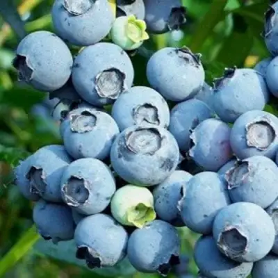 Голубика ПУРУ в Светлогорске