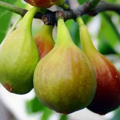 Инжир ДАЛМАТСКИЙ в Светлогорске