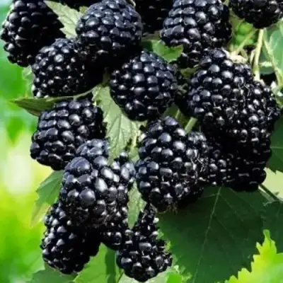 Ежевика АПАЧИ бесшипная  в Светлогорске