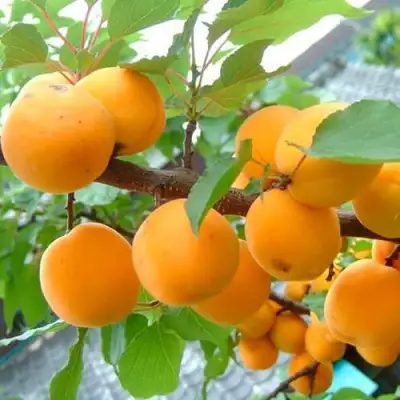 Абрикос ОРИГИНАЛ в Светлогорске