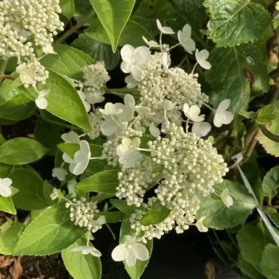 Гортензия ПРИМ ВАЙТ метельчатая в Светлогорске