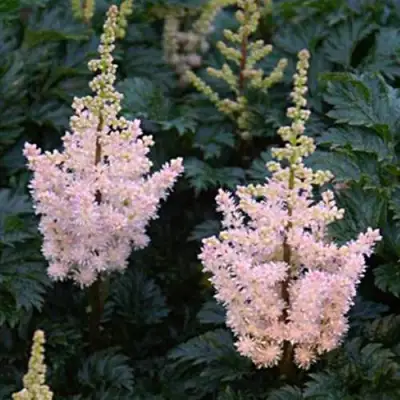 Астильба ЛИЛИПУТ курчавая в Светлогорске