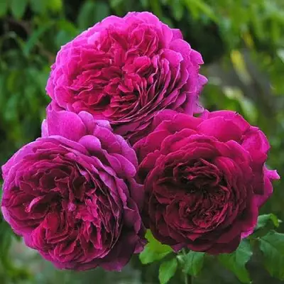 Роза КЕЙТ английская в Светлогорске