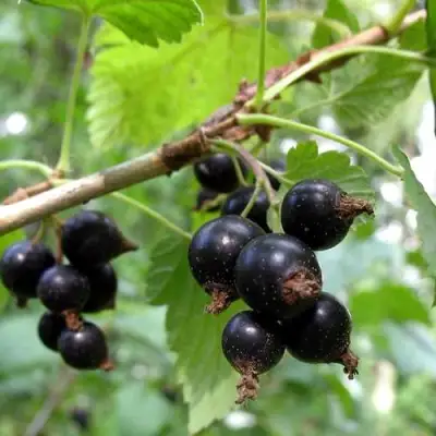 Смородина чёрная ШАРОВИДНАЯ в Светлогорске