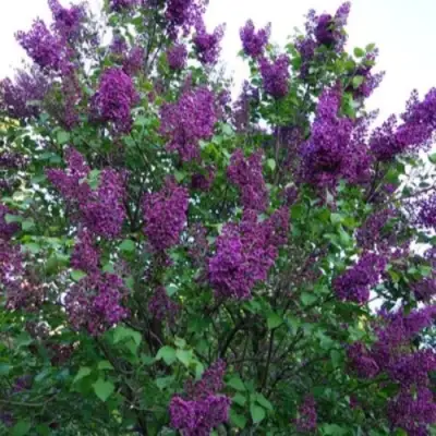 Сирень СУМЕРКИ в Светлогорске