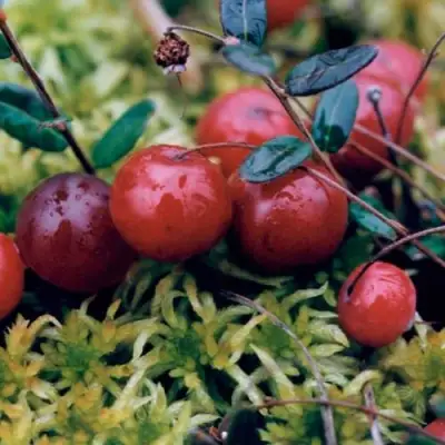 Клюква МАК ФАРЛИН в Светлогорске