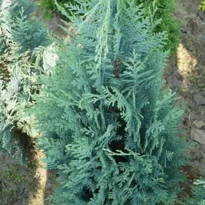 Кипарисовик КОЛУМНАРИС лавсона в Светлогорске