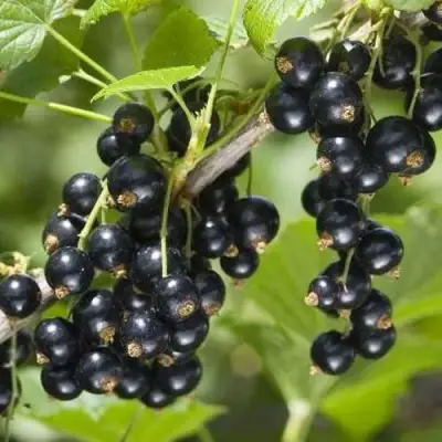 Смородина чёрная ВОЛШЕБНИЦА в Светлогорске