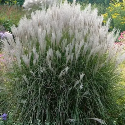 Мискантус КЛЯЙН СИЛЬБЕРСПАЙН китайский  в Светлогорске