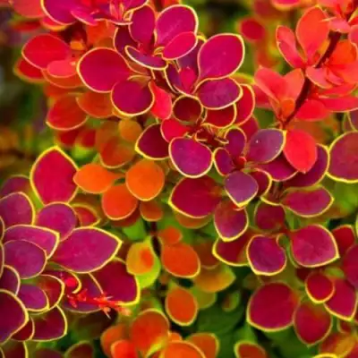 Барбарис ОРАНЖ САНРАЙЗ тунберга в Светлогорске