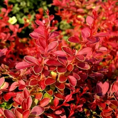 Барбарис КОРАЛ тунберга в Светлогорске