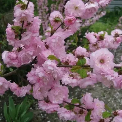 Миндаль ТРЁХЛОПАСТНЫЙ (луизеания) в Светлогорске