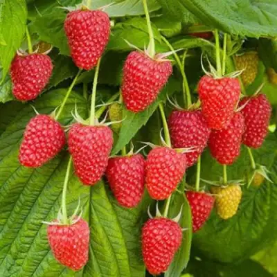 Малина БРУСВЯНА в Светлогорске