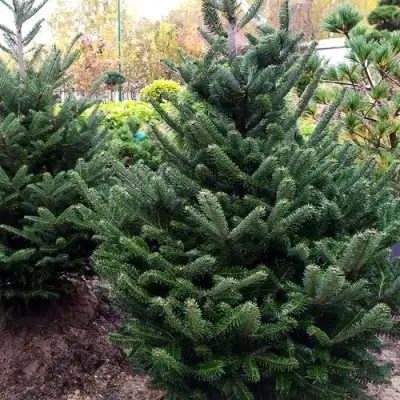 Пихта ФРАЗЕРА в Светлогорске