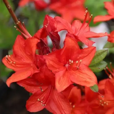 Азалия ПАРКФАЕР листопадная в Светлогорске