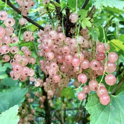 Смородина розовая ГОЛЛАНДСКАЯ РОЗОВАЯ в Светлогорске