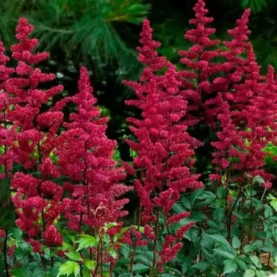 Астильба БУРГУНДИ РЕД Арендса в Светлогорске