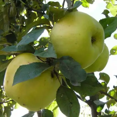 Яблоня АНТОНОВКА ОБЫКНОВЕННАЯ в Светлогорске