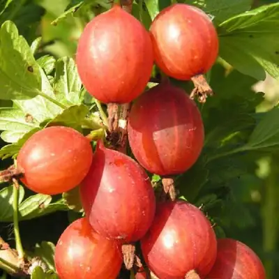 саженцы крыжовника машека