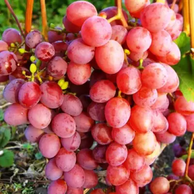 Виноград КИШМИШ КРАСНЫЙ в Светлогорске
